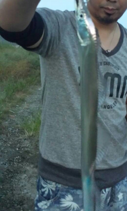 舞洲にタチウオきたー