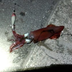 ｹﾝｻｷ　まだいけてるみたい(^_^)