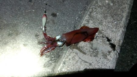 ｹﾝｻｷ　まだいけてるみたい(^_^)