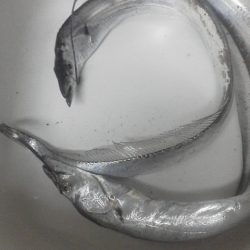 今年初の太刀魚・・・・