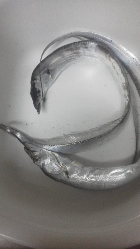 今年初の太刀魚・・・・