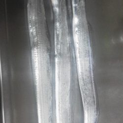 太刀魚・・・三匹・・・・