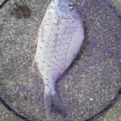 へダイ38cm・・イサキ28cm・・・