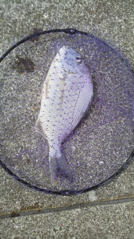 へダイ38cm・・イサキ28cm・・・