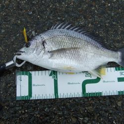 シーバスのはずが・・・