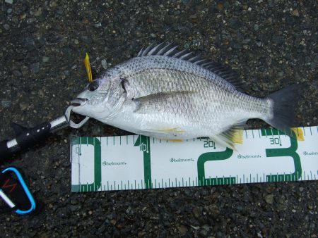 シーバスのはずが・・・