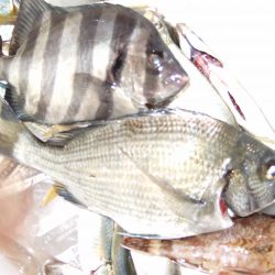 アジ　良型も。