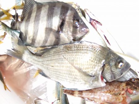 アジ　良型も。