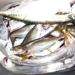 太刀魚、サバ、アジ、イワシ。