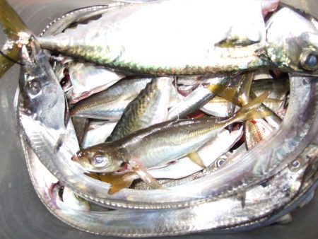太刀魚、サバ、アジ、イワシ。