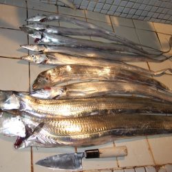 大太刀初ＧＥＴ！