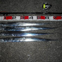 夜釣りで今期、初タチウオ釣り