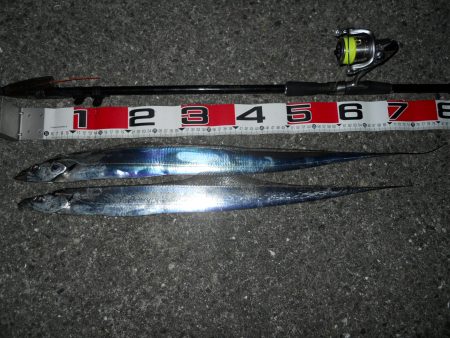 夜釣りでタチウオのウキ釣り