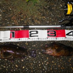 夕方~エビ撒き釣り