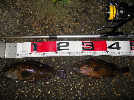 夕方～エビ撒き釣り