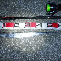 夜釣りのタチウオ釣り!?