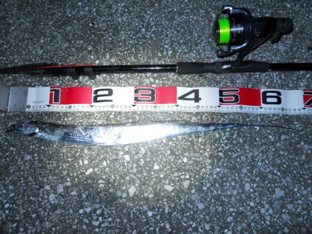 夜釣りのタチウオ釣り!?