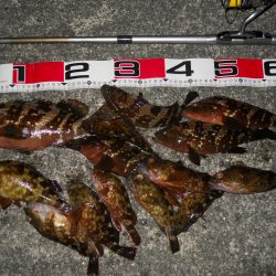 夕方~エビ撒き釣りでアコウ、ガシラ