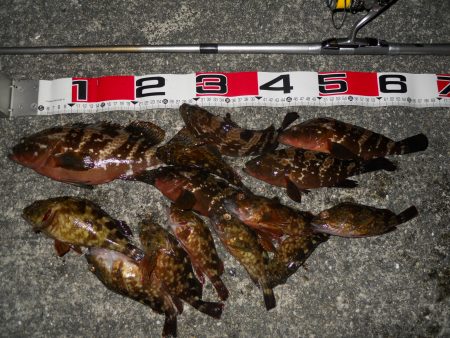 夕方～エビ撒き釣りでアコウ、ガシラ