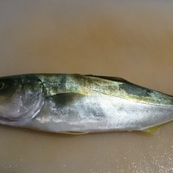 ノマセでツバス！その他5目釣り