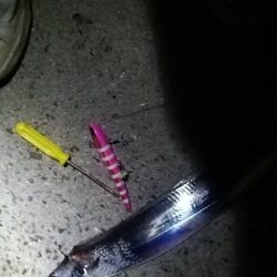 ワインド二回目