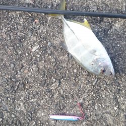 メタルジグでシマアジ