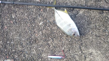 メタルジグでシマアジ