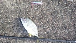 メタルジグでシマアジ