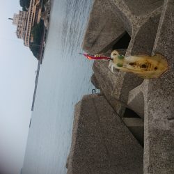 朝まづめにアオリイカ!!