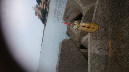 朝まづめにアオリイカ!!