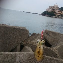 朝まづめにアオリイカ!!