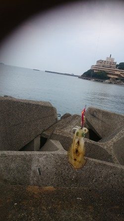 朝まづめにアオリイカ!!