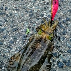 快晴だが、風と波があり少々荒れ気味