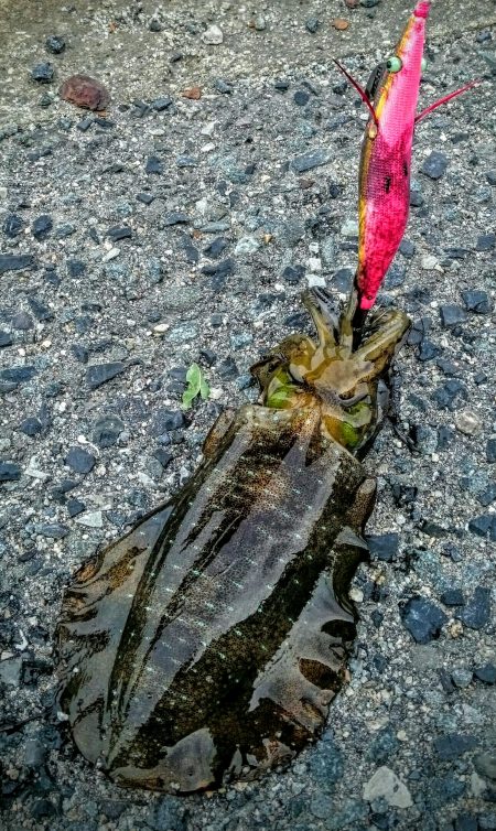 快晴だが、風と波があり少々荒れ気味