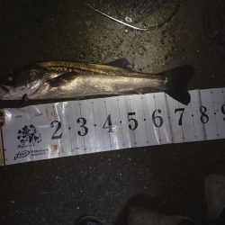 シーバスナイトゲーム