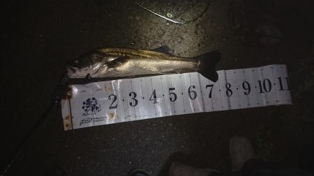 シーバスナイトゲーム