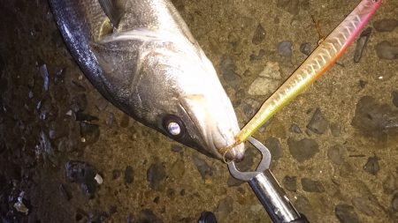 サヨリパターン