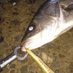 サヨリパターン