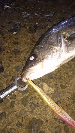 サヨリパターン