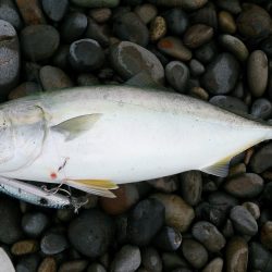 ショアジギ＆プラッキング