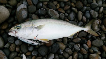 ショアジギ＆プラッキング