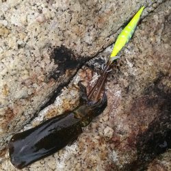 サイズUPしてきてます