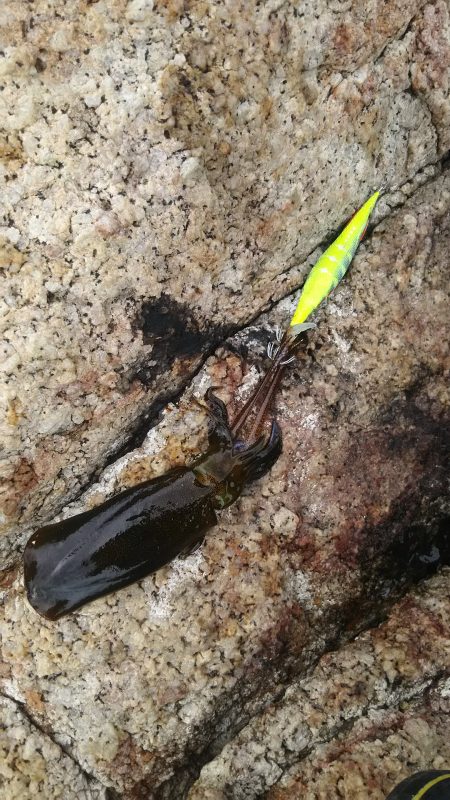 サイズUPしてきてます