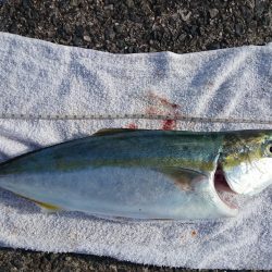 青物また釣れました！