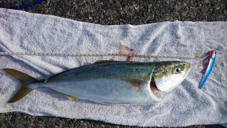 青物また釣れました！