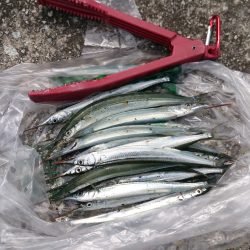 ジャンボサヨリはいづこへ．．．