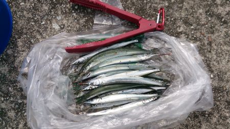 ジャンボサヨリはいづこへ．．．