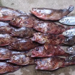 ガシラ釣り シーバス  in本荘ケーソン