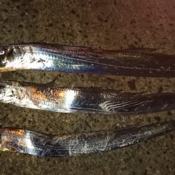 市内湾奥太刀魚②