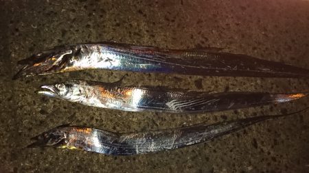 市内湾奥太刀魚②